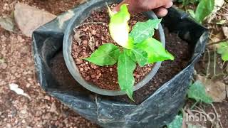 విభిన్న రకాల మొక్కల సేకరణపెరటి తోటPANIthenaturelover viralvideo villagehomegarden [upl. by Isolda]