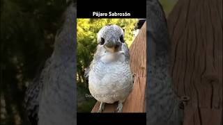 PAJARO SABROSON [upl. by Amlas156]