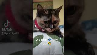 Suni dormilona💤cat humor funny fyp shorts [upl. by Yanad]