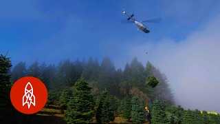 Harvesting One Million Christmas Trees by Helicopter [upl. by Tnaryb195]