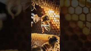 The Amazing Waggle Dance of Honeybees [upl. by Alurd]