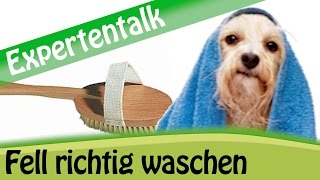 Hund waschen Tipps zur optimalen Fellpflege für Ihre Hunderasse  Expertentalk [upl. by Aynos922]