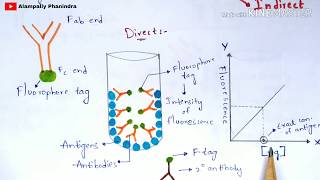 Immunoflourescence Assay  Principle  Procedure  By phanindra gupta  Bio science [upl. by Nwatna]