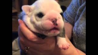 Baby bulldog puppy sounds like a mogwai [upl. by Licna591]