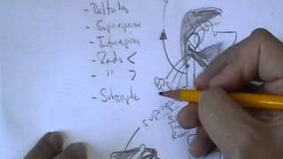 ANATOMIA 20 MUSCULOS DE MIEMBRO SUPERIOR Parte 2 [upl. by Lavery]