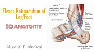 Flexor retinaculum of leg 3D  Structures passing under the flexor retinaculum of legfoot [upl. by Penelopa]