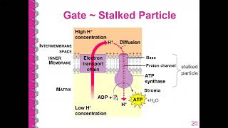 Chemiosmosis and the Role of Electron Transport Chain  Lesson 123  YH Ho [upl. by Ynaitirb]