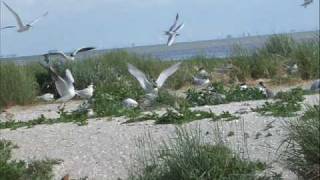 Henk Wijngaard  De Waddenzee [upl. by Nagaek702]