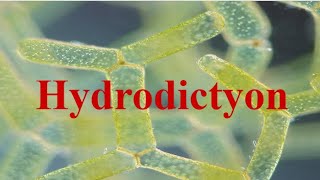 Bsc First Year Botany Hydrodictyon  Part I [upl. by Eelannej]