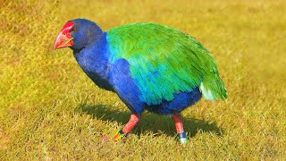 10 Most Beautiful Flightless Birds in the World [upl. by Atteiram790]