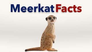 Meerkat Facts [upl. by Malik]