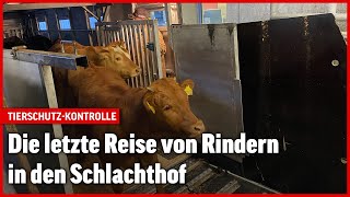 Tiertransport in der Schweiz So sieht es bei einer Kontrolle aus [upl. by Hort]