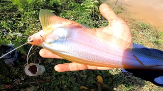 Rezeki mancing di lubuk kuala koyan  ulu jelai kuala lipis wms283 [upl. by Mariande454]