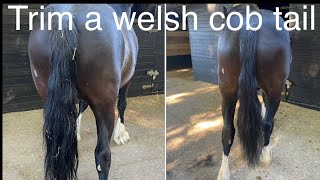 How to trim a welsh cob tail for the show ring welsh cob tail trimming tutorial horse turnout tips [upl. by Arek]