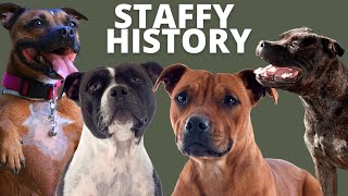 FASCINATING HISTORY OF THE STAFFORSHIRE BULL TERRIER [upl. by Oiralednac957]