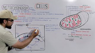 Mitochondria Structure and Functions of Mitochondria Detailed Series [upl. by Mooney]