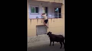 ¡Increíble Momento🐂🔥Un Toro Sube a la Pared para Alcanzar a un Aficionado en la Ventana😱 toros [upl. by Padget]