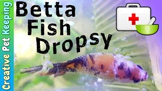 Dropsy and Betta Fish Diseases  Sick Betta Update [upl. by Nyroc]