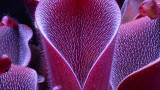 Carnivorous Plant Time Lapse Heliamphora pilosa Pitcher Plant [upl. by Hairej611]