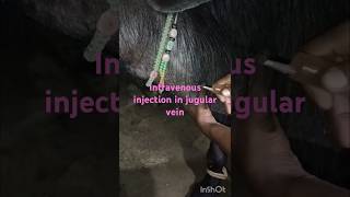 Intravenous injection in jugular vein of Buffalo ampcow PKvillagecookingvillagevlogsvillagelife [upl. by Yung]