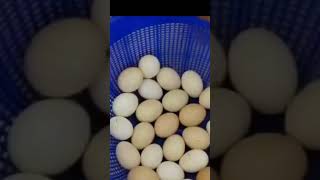 INCUBATOR 9544 211 110 ഇൻക്യൂബേറ്റർ വാങ്ങുവാൻ ആഗ്രഹിക്കുന്നവർ കാണുക Majeed [upl. by Ynor470]