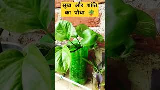 घर में सुख और शांति का पौधाorgenic gardening ytshorts thuja [upl. by Stein324]