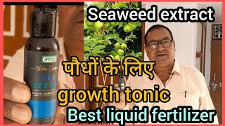 Seaweed fertilizer groth tonic for all plantsuse n benefits [upl. by Koressa]