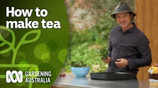 Making homemade green tea using this camellia variety  DIY Garden Projects  Gardening Australia [upl. by Mientao506]