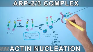 Actin Nucleation by Arp23 Complex [upl. by Sheline]