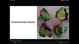 01205491 Plant disease detection using YOLv8 Panupong Suksee 6410552165 [upl. by Sarilda103]