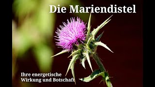 Die Mariendistel  Ihre energetische Wirkung und Botschaft [upl. by Asit540]