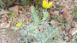 Argemone mexicana  Mexican Poppy Maxican Prickly Poppy Satyanashi cardo cardosantoPrickly Leaf [upl. by Eriam399]