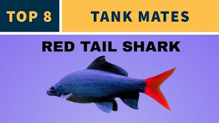 TANK MATES FOR RED TAIL SHARK [upl. by Lail100]