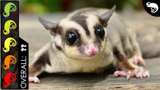 Sugar Glider The Best Pet Mammal [upl. by Barstow292]