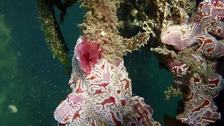 Beautiful Colony of Star Ascidian [upl. by Helsell]