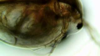 Daphnia Heart Rate Control [upl. by Makell]