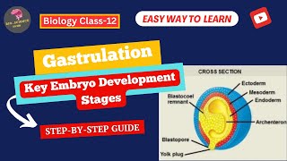 Gastrulation Key Stages and Importance in Embryo Development BioScience Guide [upl. by Eittam166]