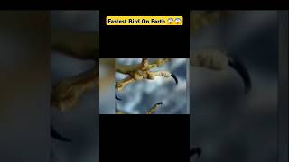 Fastest Bird On Earth 😱😱  shortvideo youtubeshorts facts ytshorts trending viralvideo [upl. by Supen]