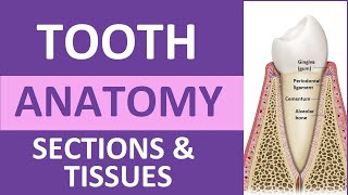 Tooth Anatomy Structure amp Tissues  Crown Neck Root Dentin Cementum Enamel Pulp [upl. by Lien]