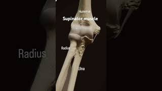 The supinator muscle originate from the lateral epicondyle of humerusanatomy mbbsabroad doctor [upl. by Atsok]