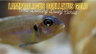 Lamprologus Ocellatus Gold  Frog Faced Cichlid  Care Guide [upl. by Etana666]