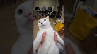 funny meaow cat pets funnycats funnycat catlover animals [upl. by Albright]