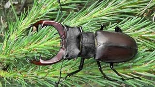 Roháč obecnýLucanus cervusHirschkäferStag beetle [upl. by Notsle]