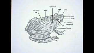 A diagrammatic of frog 🐸🐸🐸Mendhak ka diagram 🐸🧖‍♀️handmade structure 😎👍👍👍 [upl. by Zennas538]