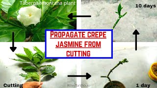 Tabernaemontana plant propagation \ simplest way to propagate crepe jasmine\propagate from cutting [upl. by Suruat]