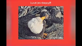 SWFL Eagles  THE SWEETEST BEAKIE KISSIES EVER  FROM E23 TO DADDY M15  I LOVE YOU DADDY XOXO [upl. by Naasar]