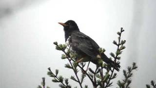 クロツグミ（Japanese Thrush） [upl. by Yelloh]