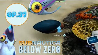 Subnautica Below Zero Lets Play Ep37 Egg Exploration [upl. by Debby]