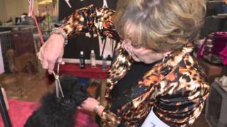 Affenpinscher Show Grooming new products [upl. by Enyrhtac264]