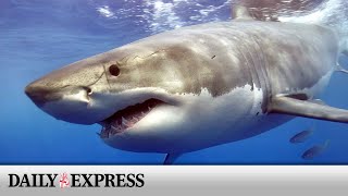 Swimmer killed in horror shark attack in New Caledonia [upl. by Dranel]